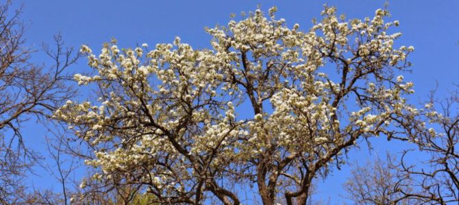 Ținutul cireșilor înfloriți