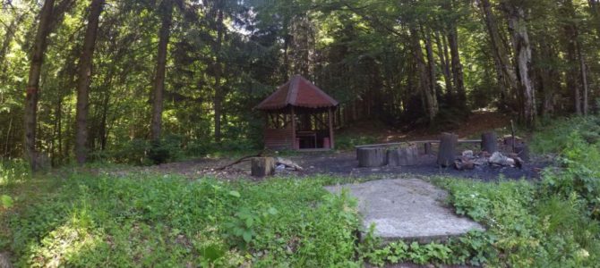 Pe urmele zimbrilor