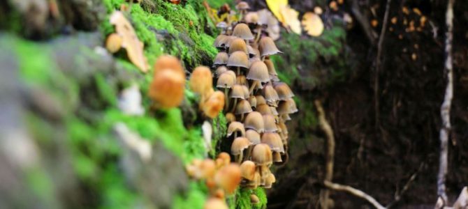 Mushroom land