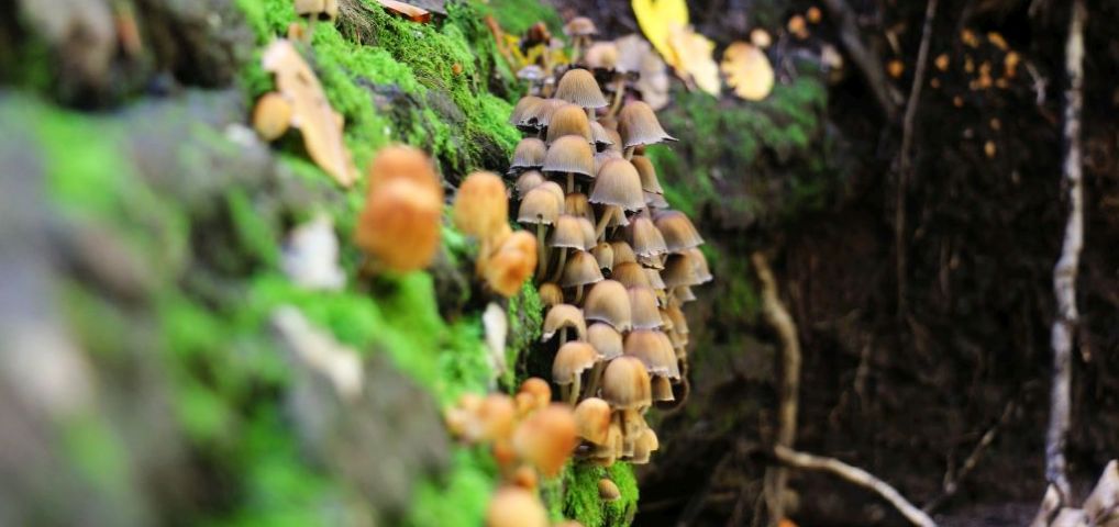 Mushroom land
