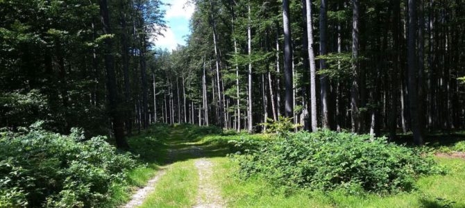 Rapid şi irezistibil