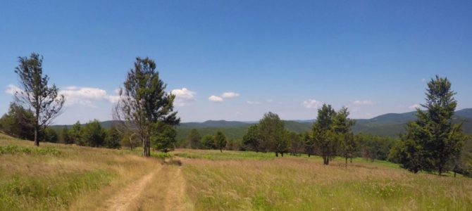 Almăjanca, dunăreanca