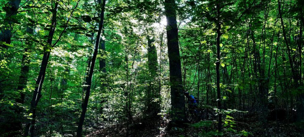 Through the jungle