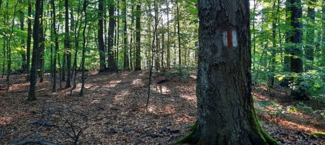 Heart of the forest